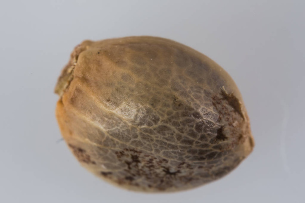 Single Cannabis Seed - THC CBD Seeds μακροσκοπική άποψη για το λευκό bac - Φωτογραφία, εικόνα
