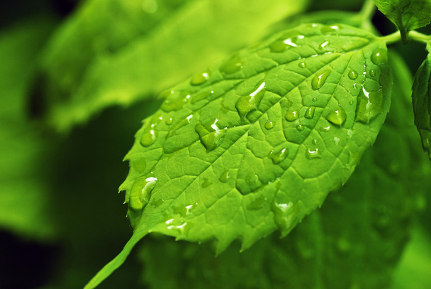 Rain drops on leaf - Fotografie, Obrázek