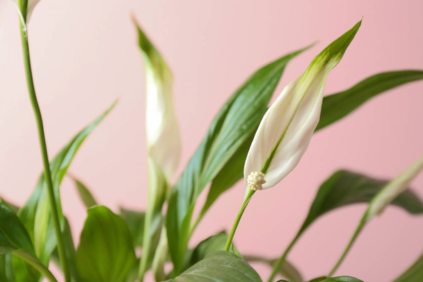 Flowers and leaves of peace lily on color background, closeup. Space for text - Fotografie, Obrázek