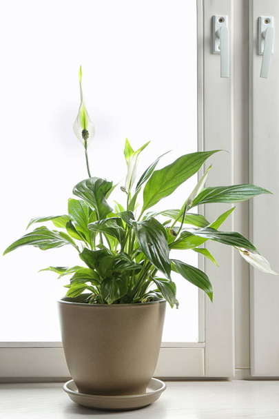 Pot with peace lily on windowsill. House plant - Фото, изображение