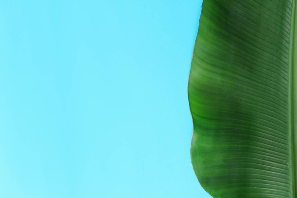 Fresh green banana leaf on color background, top view with space for text. Tropical foliage - Fotó, kép