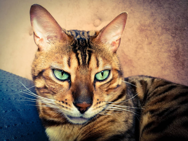 beau chat bengali avec de grands yeux
 - Photo, image
