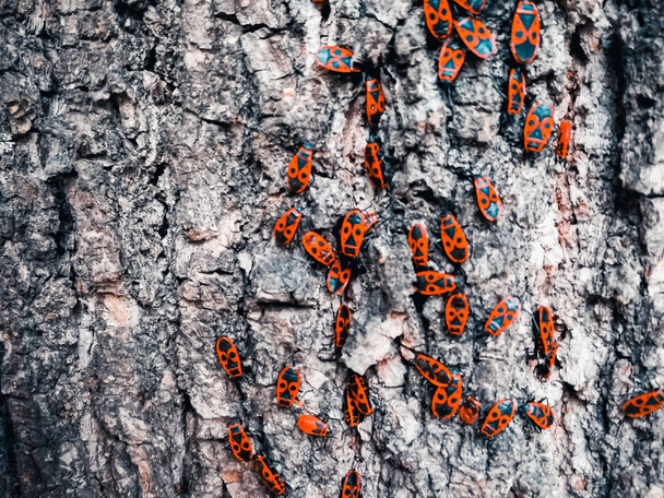 Piros bogarak a kéreg egy fa - Fotó, kép