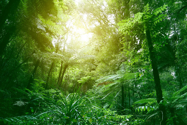 Canopy de la selva
 - Foto, Imagen