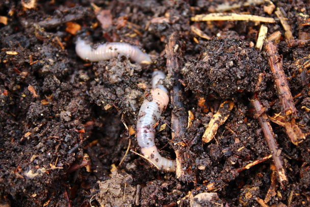 regenworm in de compost - Foto, afbeelding