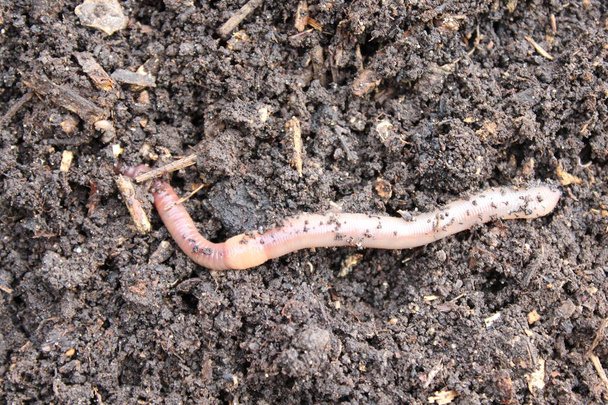 дождевой червь в компосте
 - Фото, изображение