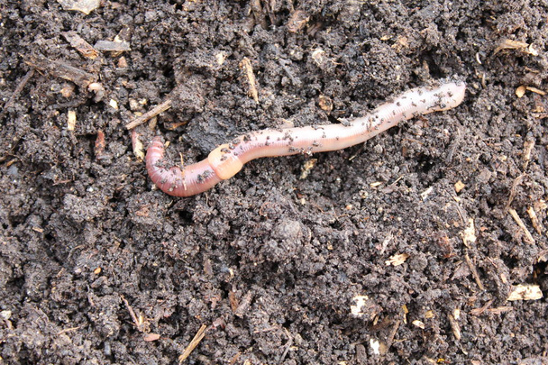 Earthworm w kompostu - Zdjęcie, obraz