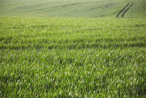 Green Field at the day time  - Valokuva, kuva