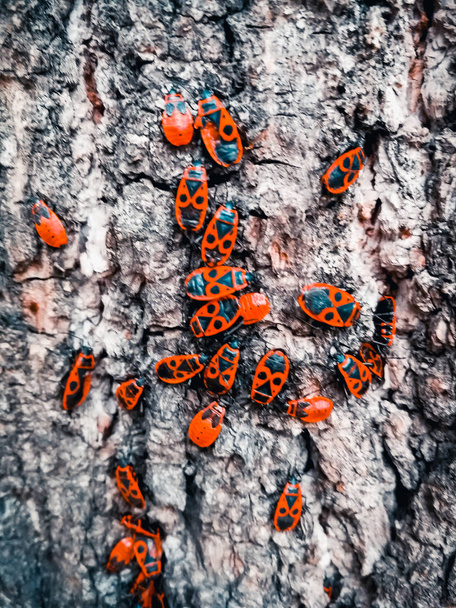 Κόκκινα σκαθάρια στο φλοιό ενός δέντρου - Φωτογραφία, εικόνα