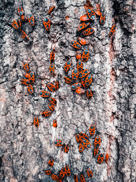 Rote Käfer auf der Rinde eines Baumes - Foto, Bild