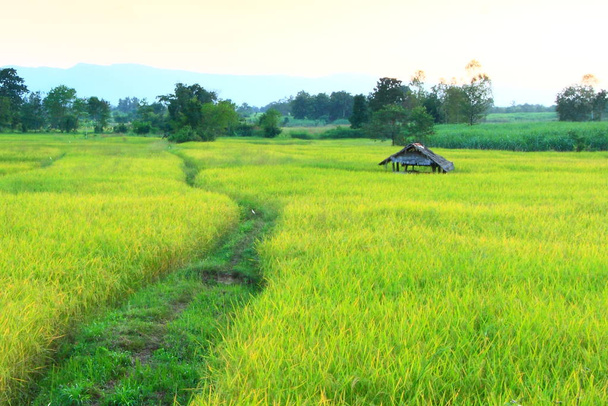 Mature harvest of golden rice - Foto, imagen