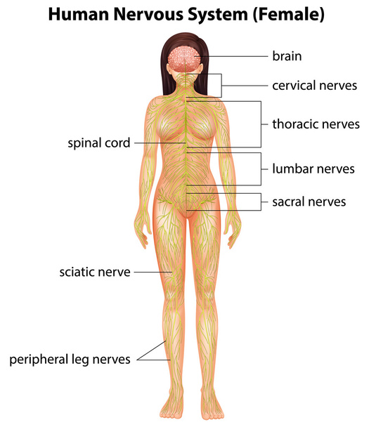 Ανθρώπινο νευρικό σύστημα - Διάνυσμα, εικόνα