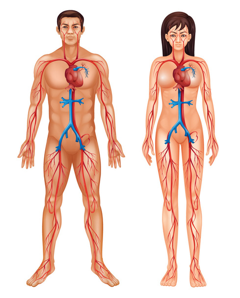Menselijke bloedsomloop - Vector, afbeelding