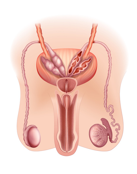 мужская репродуктивная система - Вектор,изображение