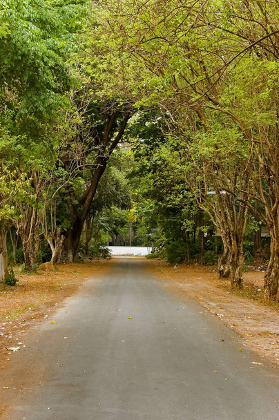 Road through forest, natural background - Fotó, kép