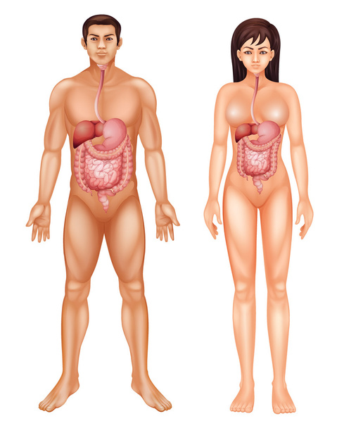 пищеварительная система человека - Вектор,изображение