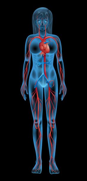 Human circulatory system - Vector, Image