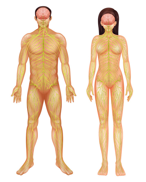 Sistema nervioso humano - Vector, Imagen