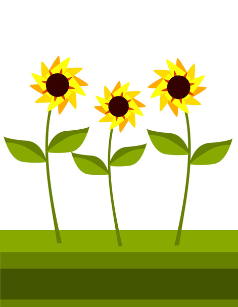 Sunflower field - Wektor, obraz