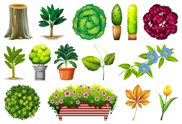 Conjunto de plantas ornamentales
 - Vector, imagen