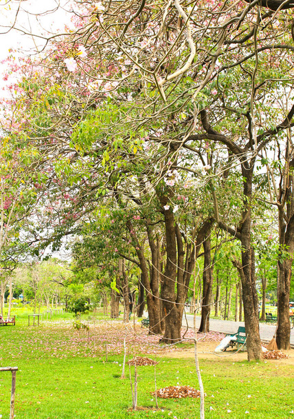 Green city park with trees - Foto, Bild