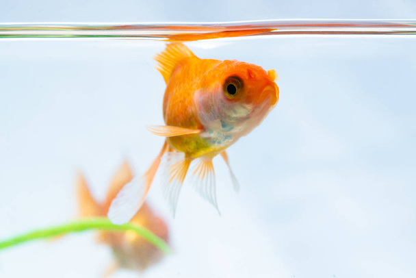 Gold fish or goldfish floating swimming underwater in fresh aqua - Valokuva, kuva