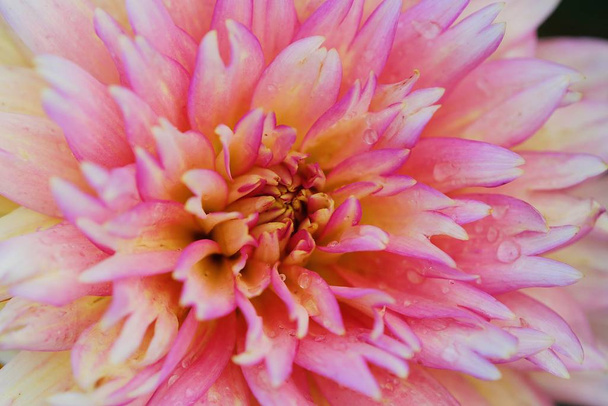 Beautiful flower pink Aster in summer garden - 写真・画像