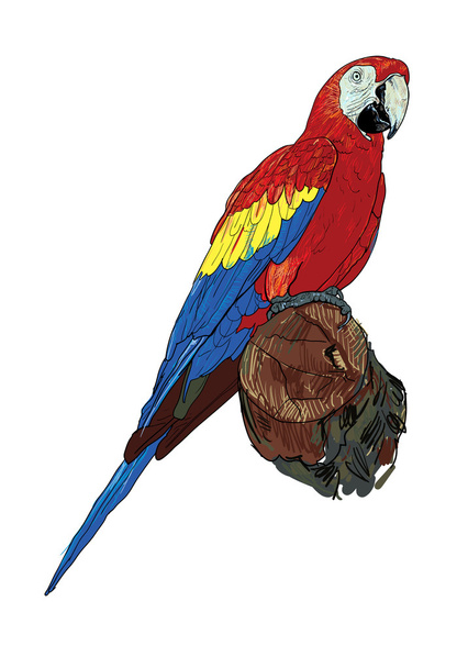 pappagallo - Vettoriali, immagini