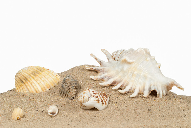 ビーチの砂と貝殻 - 写真・画像