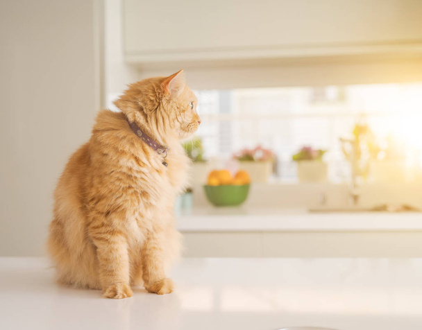 Beautiful ginger long hair cat lying on kitchen table on a sunny day at home - Photo, Image