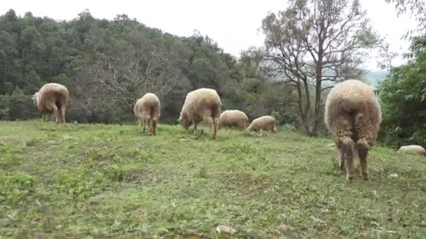 Krmení ovcí ve faem - Záběry, video