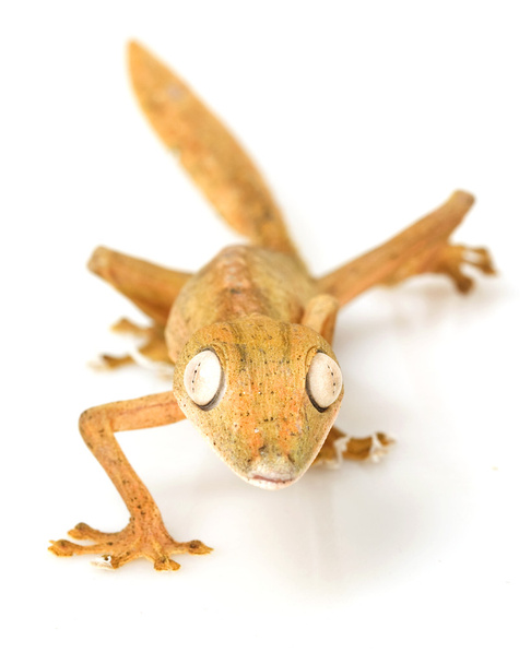 επένδυση φύλλων-ουρά gecko - Φωτογραφία, εικόνα
