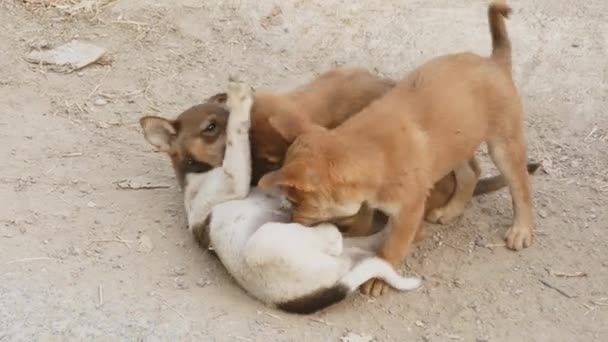 young dog play on the ground - Filmati, video
