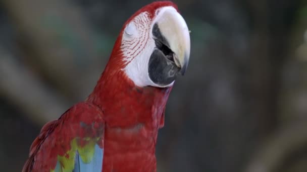 πουλί Παπαγάλος μακώ κόκκινο - Πλάνα, βίντεο
