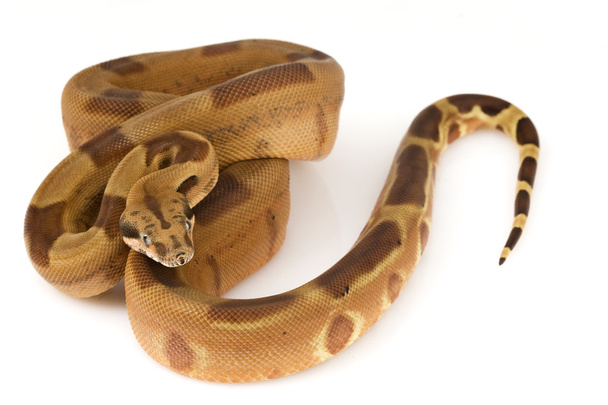 boa yılanı - Fotoğraf, Görsel