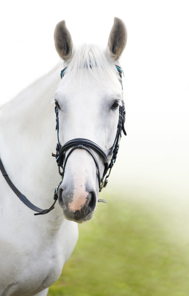 白い馬の頭 - 写真・画像