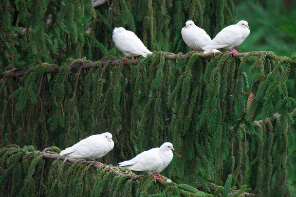 Группа белых голубей на ветке дерева на открытом воздухе
 - Фото, изображение