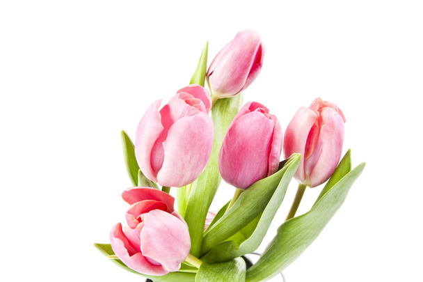 Pink tulips on white background - Fotoğraf, Görsel