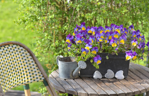 close on purple viola in a flowerpot on a garden table with a little watering can  - Photo, Image