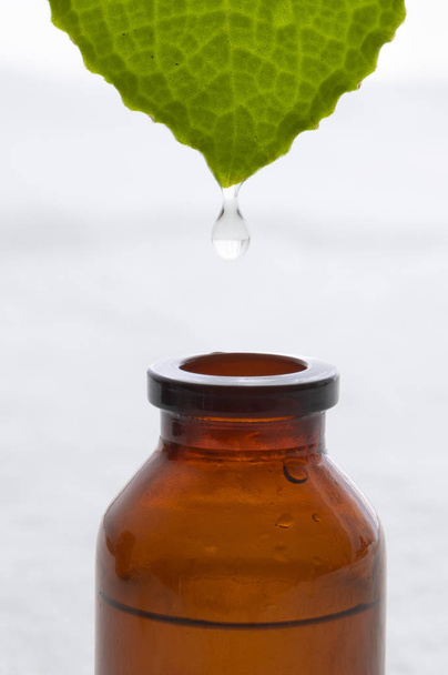Essential oil dropping from leaf to the bottle. Essence liquid cosmetic. Perfume.Aromatherapy. - 写真・画像