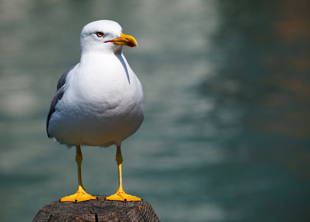 Lonely seagull in Venice, Italy - Photo, Image