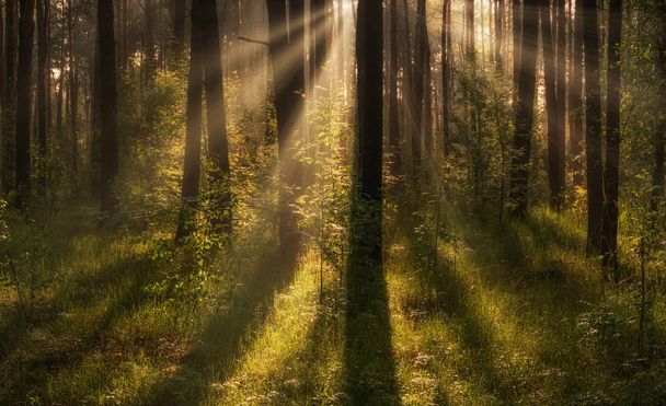 Sabah. Ormanda yürümek. Güneş ışınları. - Fotoğraf, Görsel