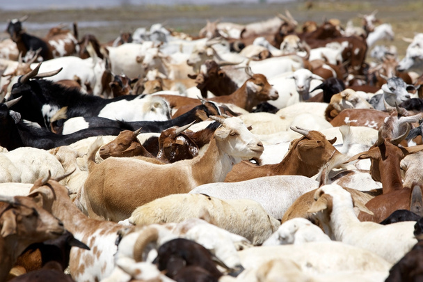 Goats along the shore of the african lake - Photo, Image
