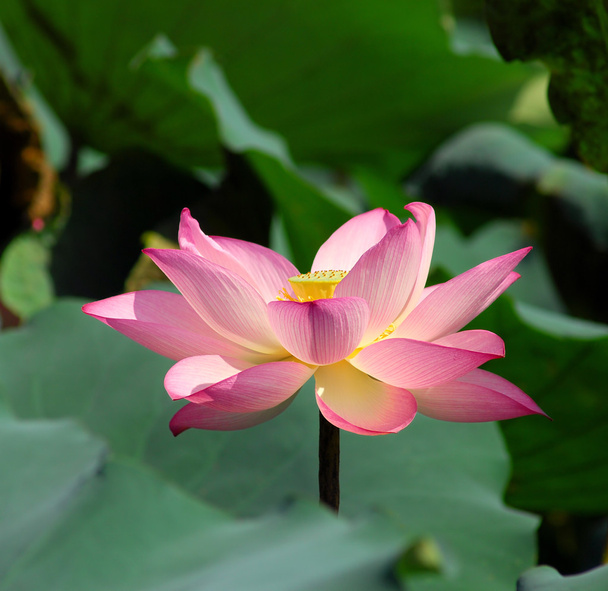 Pink lotus - 写真・画像