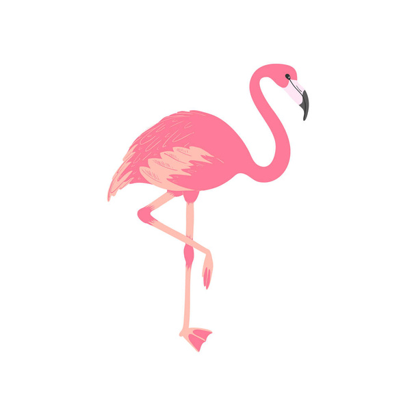 Flamenco rosa. Pájaro exótico aislado. Animal tropical. Ilustración de verano
 - Vector, imagen