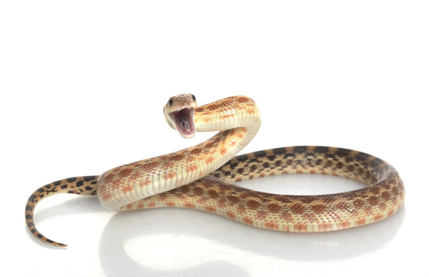 Cape Gopher Snake - Zdjęcie, obraz