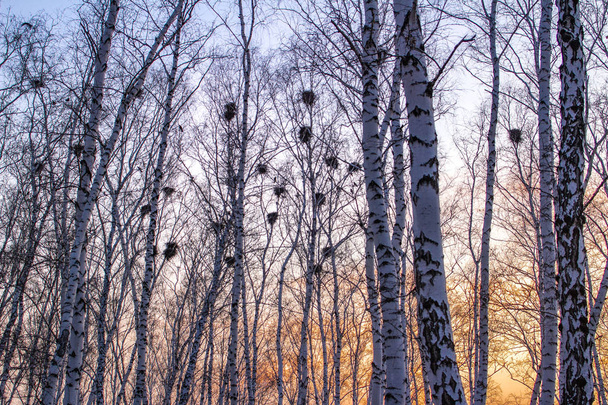 nidi di corvo su betulle al tramonto e luna
 - Foto, immagini