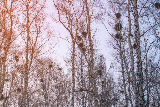 kraaien nesten op Birches bij zonsondergang en maan - Foto, afbeelding