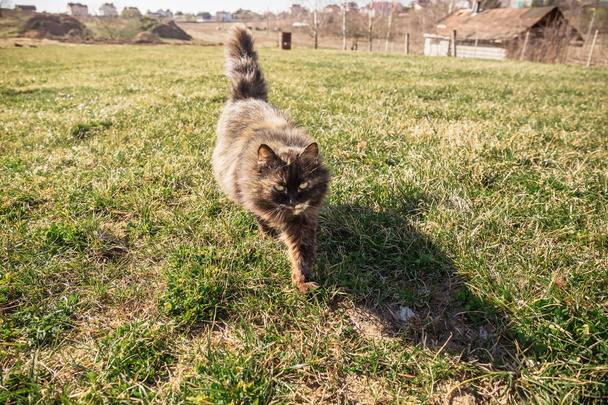 Portré egy női szürke barna macska fut, hogy találkoztunk - Fotó, kép