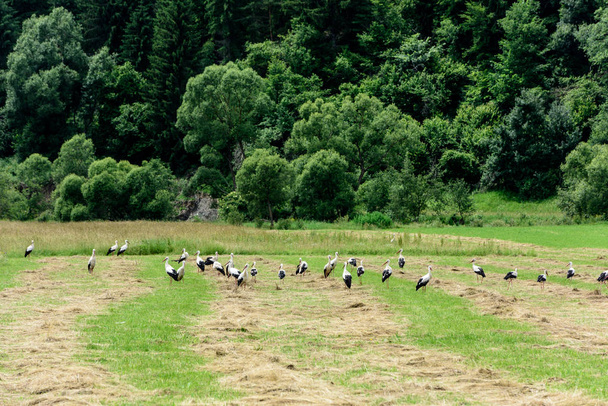 Group of White Storks Around In The Field. Stork Colony.  - Fotografie, Obrázek